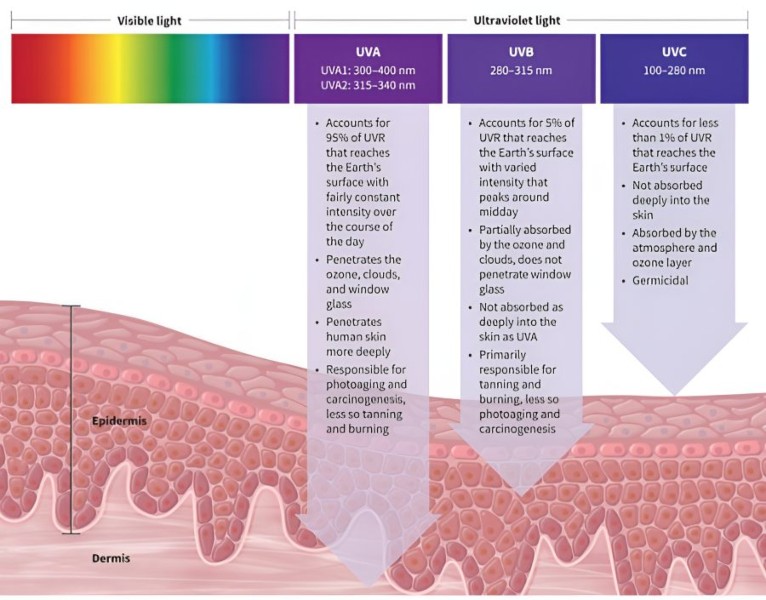Диаграмма, показывающая различные типы ультрафиолетового света (UVA, UVB и UVC) и то, как они влияют на кожу. Эта информация может быть полезна для людей, которые обеспокоены повреждением солнца и раком кожи и рассматривают возможность обращения за неотложной дерматологической помощью.